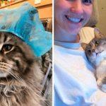 12 photos that show the true essence of cats