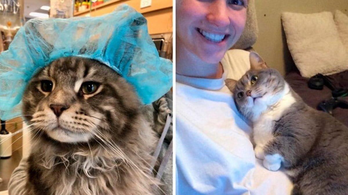 12 photos that show the true essence of cats