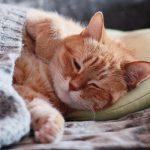 5 reasons why cats like to sleep in the owner’s bed