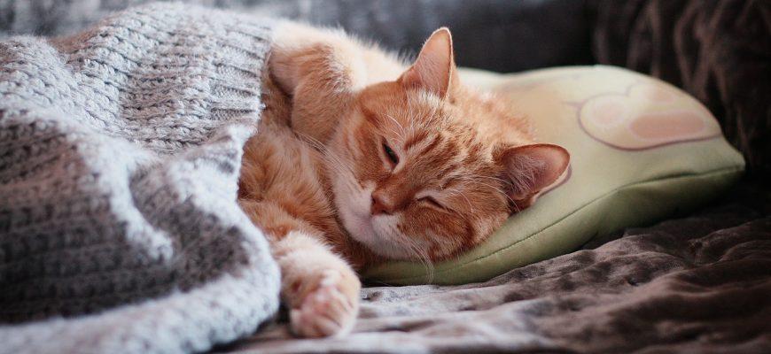 5 reasons why cats like to sleep in the owner’s bed