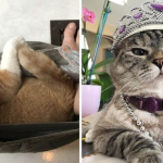 10 photos that will convince you that kitties are allowed anything