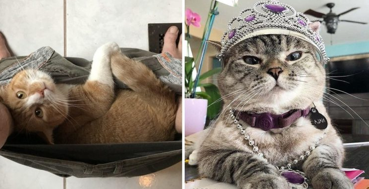 10 photos that will convince you that kitties are allowed anything