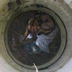 Operation to rescue an unfortunate dog who fell into a manhole