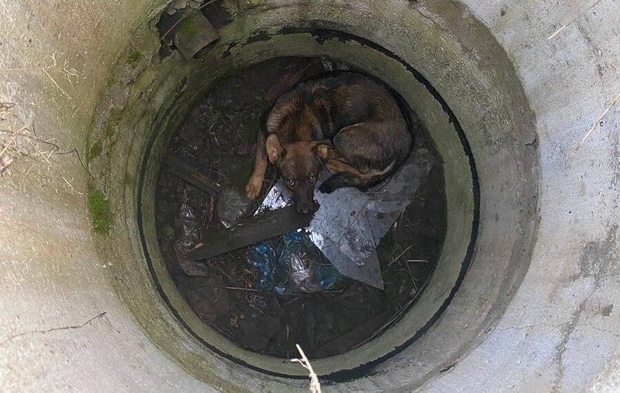 Operation to rescue an unfortunate dog who fell into a manhole